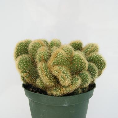 Hildewintera aureispina